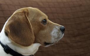 Domestic Dog Race Animal