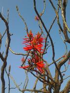 Erythrina Coral