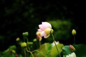 Lotus Daechung Village