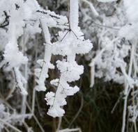 Winter Vegetation nature macro