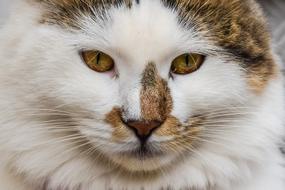 muzzle of a white-brown cat with yellow eyes