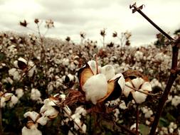 Cotton Field