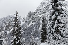 Winter Snow Forest