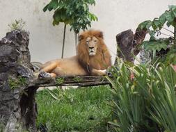 Zoo Lion