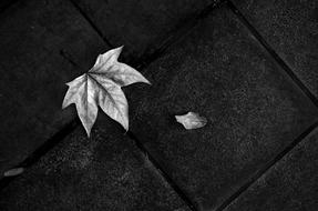 fallen maple Leaf on pavement, black and white