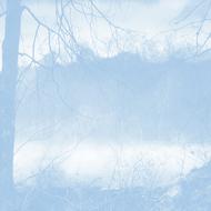 bare tree at water, blue background