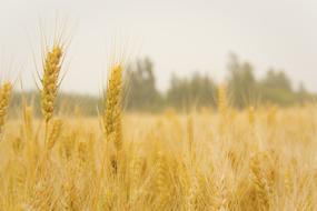 Wheat In Field