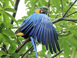 Blue And Yellow Macaw green tree