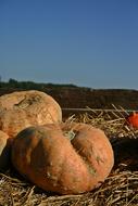 ripe pumpkins in the field