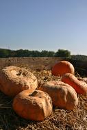 large pumpkins in the field