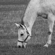 Grazing Horse The White