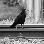 Raven Track Bird On Rails Black
