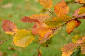 Autumn Leaves Beech Fagus Colorful