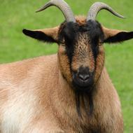 Goat Corners Beard