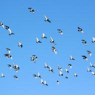 Flying Birds A Flock Of Pigeons