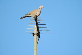 Pigeon Streptopelia Decaocto Dove
