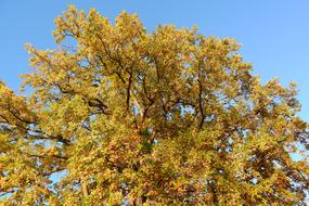 The Crown Of Tree Autumn