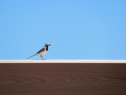 bird on top of the roof against the blue sky