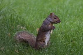 Squirrel Animal Nature green grass