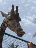Animals Giraffe Zoo