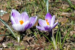 Spring Meadow Crocus Early Bloomer