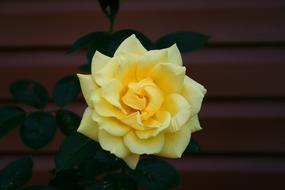 Rose Flowers Tender March