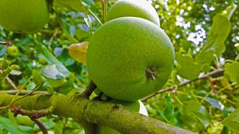 fruit apple tree