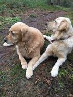 Golden Retriever Dogs