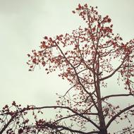 Bombax Ceiba Tree