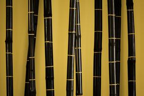 Beautiful, shiny, black Asian bamboo, near the yellow wall