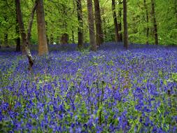 Bluebell Wood In
