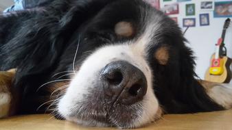 Dog'S Nose face sleep