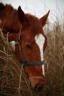 Horse Hay