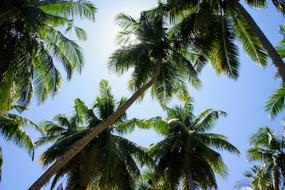 Palm Trees Blue Sky