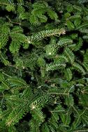 Texture of green Fir Tree