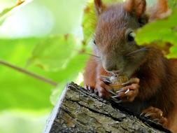 Squirrel Tree