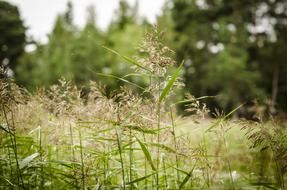 Reed Wetland