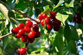 red garden berries