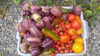 fresh vegetables on a tray