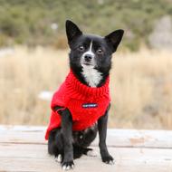 Adorable Dog Pet
