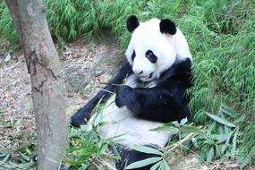 Panda Endangered Bear