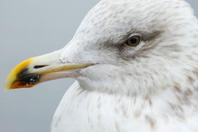 white seagull profile, close-up