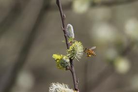 Bee Insect Pollen Close