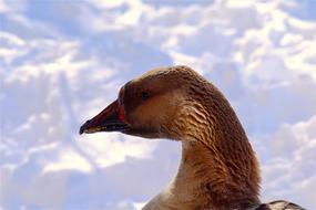 portrait of brown Goose at clouds background