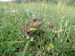 Frog Wildlife green grass