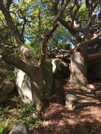 Tree Gnarled