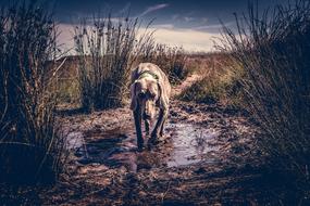 big dog in the swamp