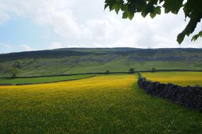 field flowers silence