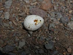 Egg Snake white