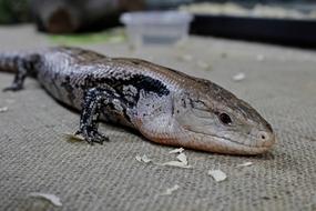 Lizard Animal Reptile